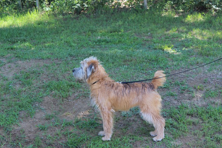 Kacey at K9 Training, Heel & Lay Down - 06