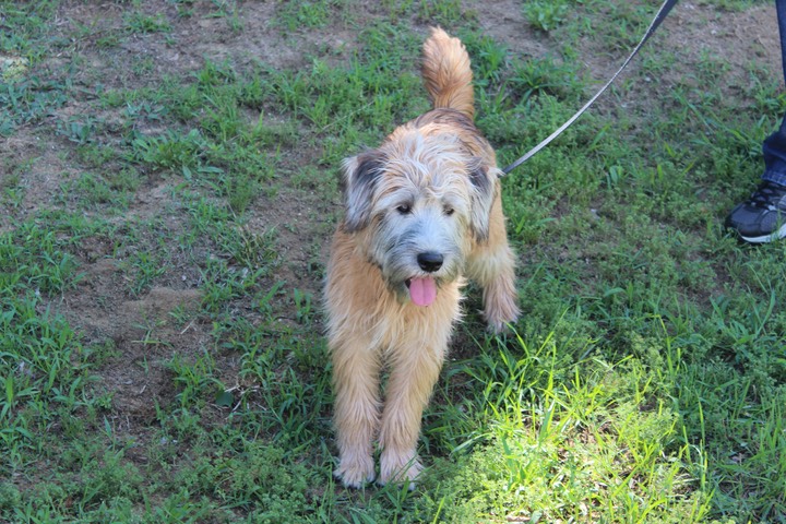 Kacey at K9 Training, Heel & Lay Down - 08