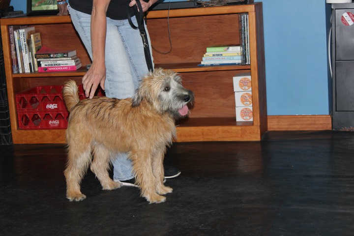 Kacey at K9 Training, Heel & Lay Down - 20