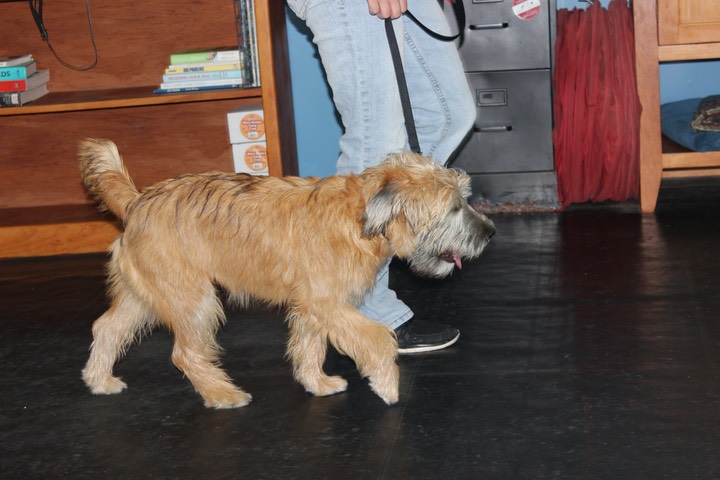 Kacey at K9 Training, Heel & Lay Down - 21