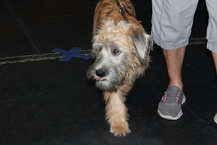 Kacey at K9 Training, Heel & Lay Down - 28