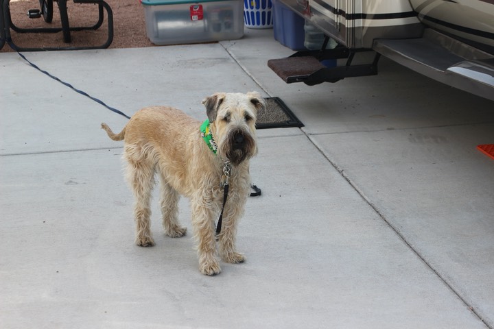 Sully Male Wheaten Terrier - 2