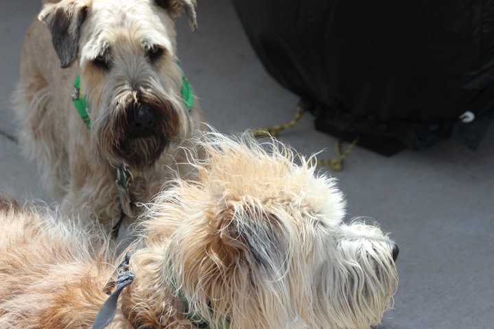 Sully Male Wheaten Terrier - 3