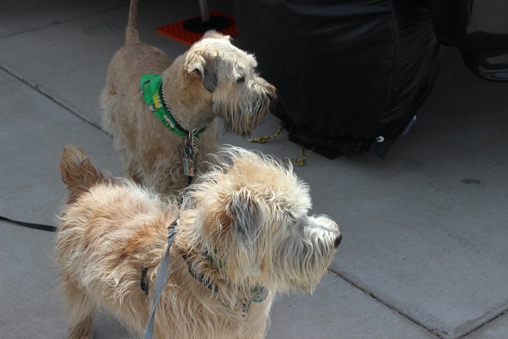 Sully Male Wheaten Terrier - 4