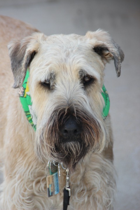 Sully Male Wheaten Terrier - 7