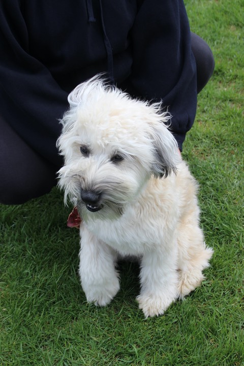 Male 1 Yr Old Wheaten - 01