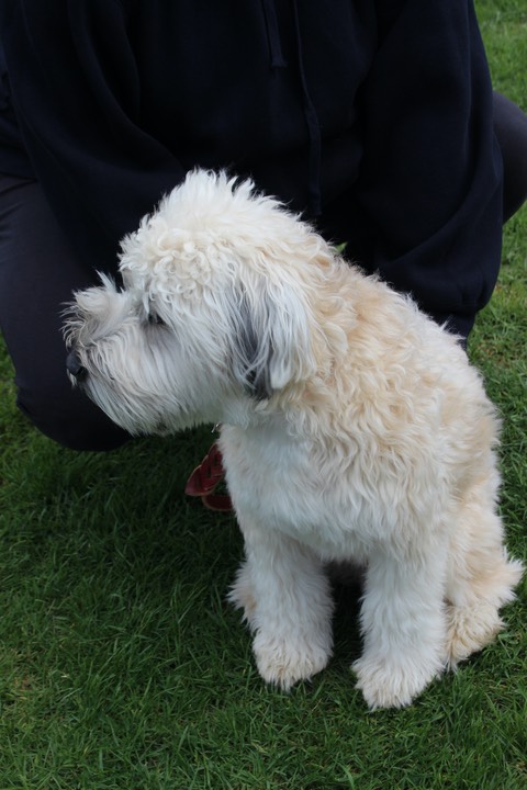 Male 1 Yr Old Wheaten - 02