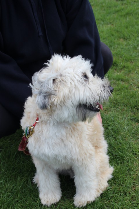 Male 1 Yr Old Wheaten - 03