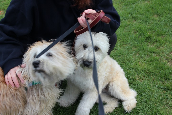 Male 1 Yr Old Wheaten - 09