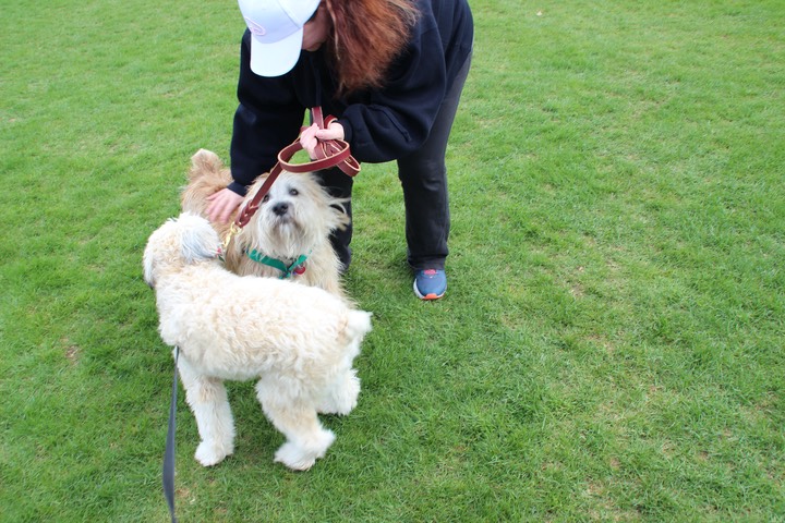 Male 1 Yr Old Wheaten - 11