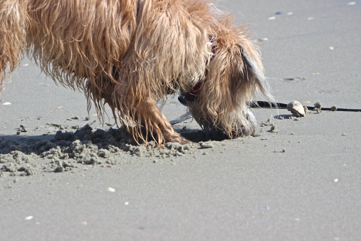 Kacey at the Beach - 15