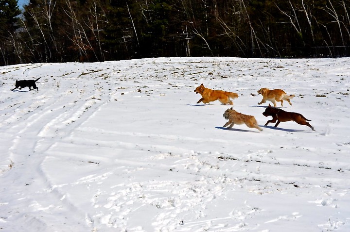 Running with the big Dogs