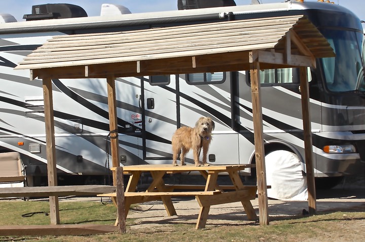 RV on site Myrtle Beach Travel Park - 11