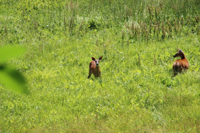 Deer in field next to Pond behind Housing - 2