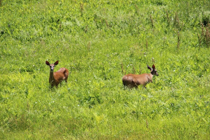 Deer in field next to Pond behind Housing - 4