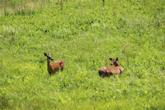 Deer in field next to Pond behind Housing - 6