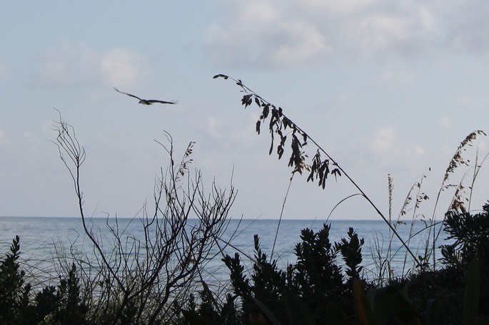 Bahia Honda Key State Park - 91