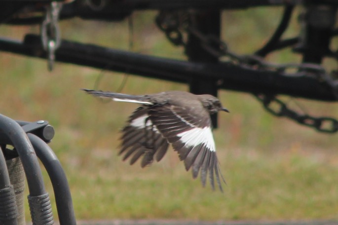 Birds in Gulf State Park - 02