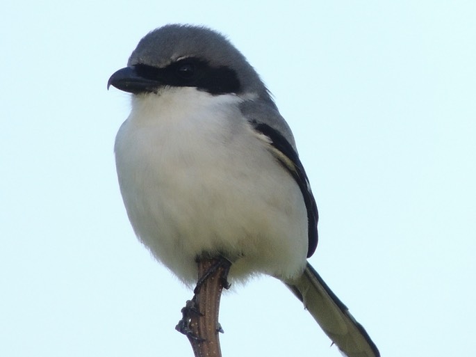 Loggerhead Shrike - 9