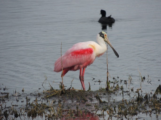 Rosette Spoonbill