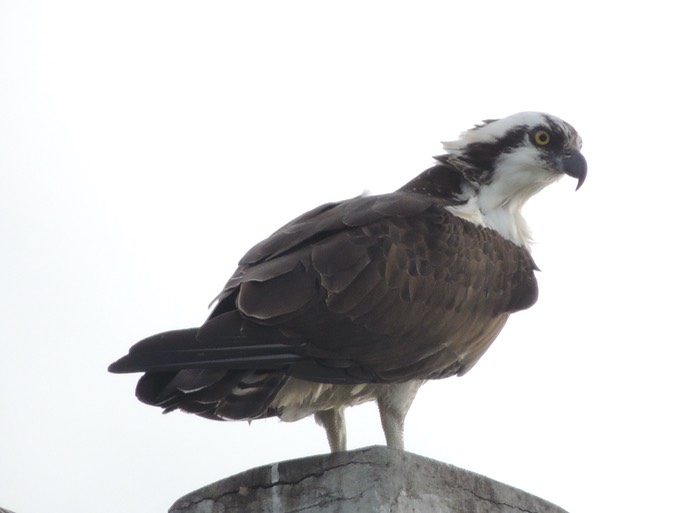 Osprey