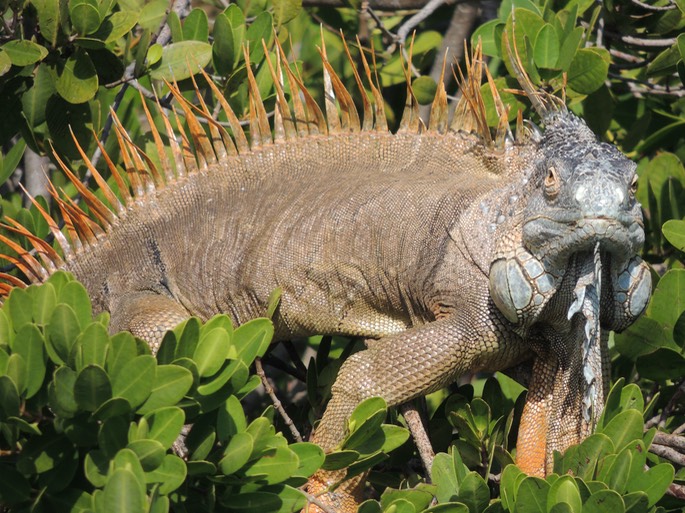 Iguana's at Lunch, The Warf Marina - 15