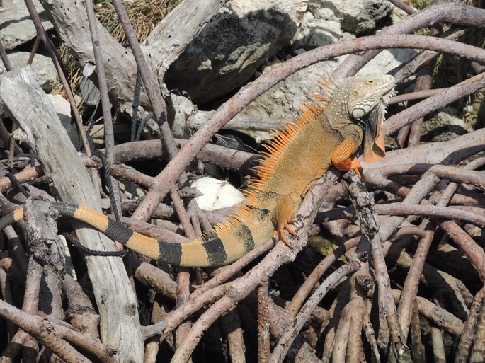 Iguana's at Lunch, The Warf Marina - 19