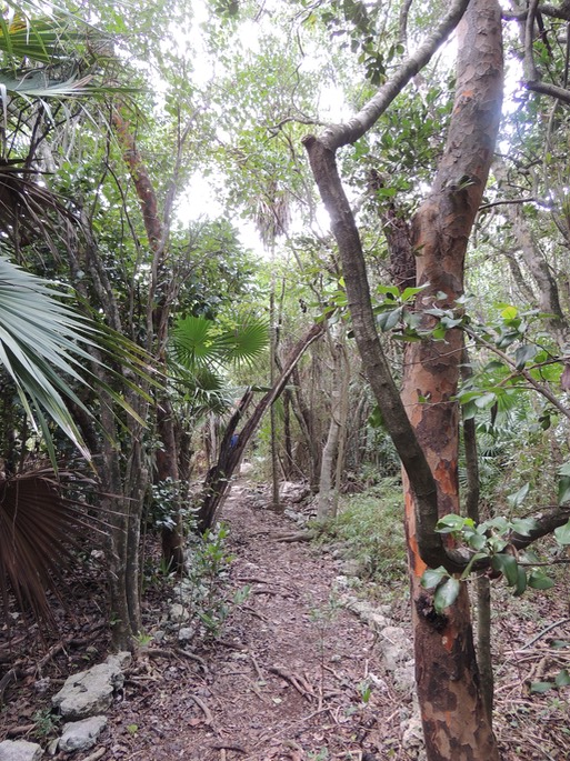 Birds, Vista's, and woods at Crane Point Marathon FL - 02