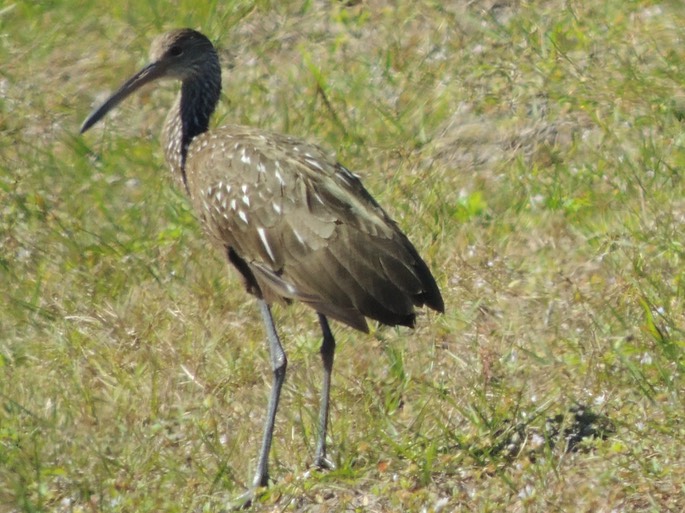 Limpkin - 2