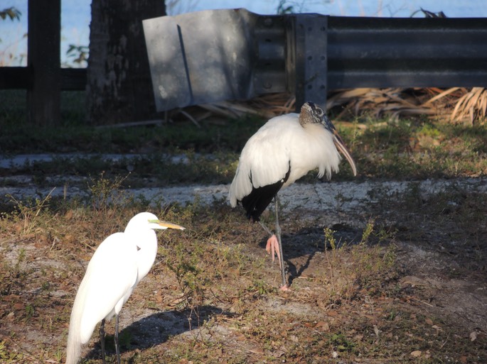 More Birds, John Prince, Woodstork, Great Blue Heron, Snowy Egret - 15