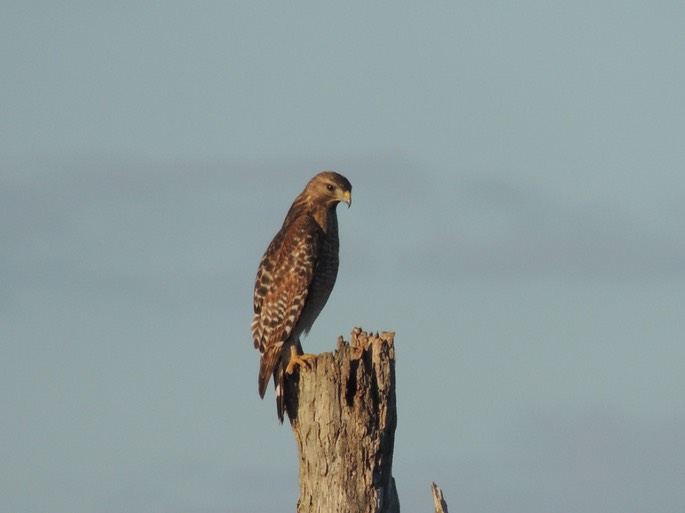 Hawks on tree's - 5