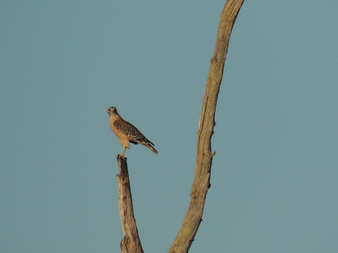 Hawks on tree's - 9