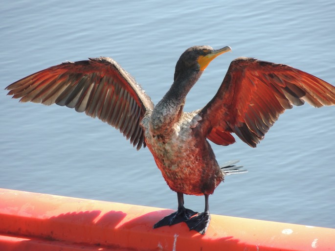 Cormorant in Sun