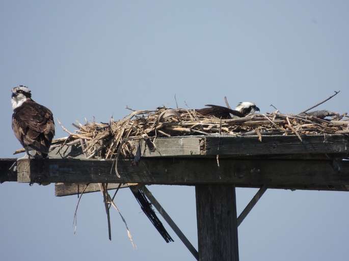 Osprey on Nest