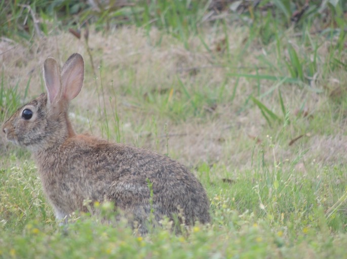 Bunny behind the Rig - 1