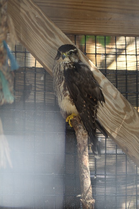 Florida Keys Wild Bird Center - 04