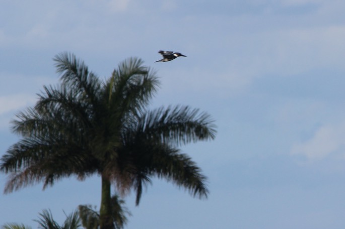 Kingfisher on wing