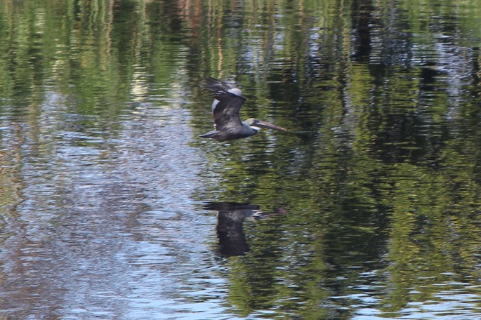 Pelican over Lake Okeechobee