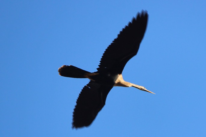 From Dike on Lake Okeechobee - 24