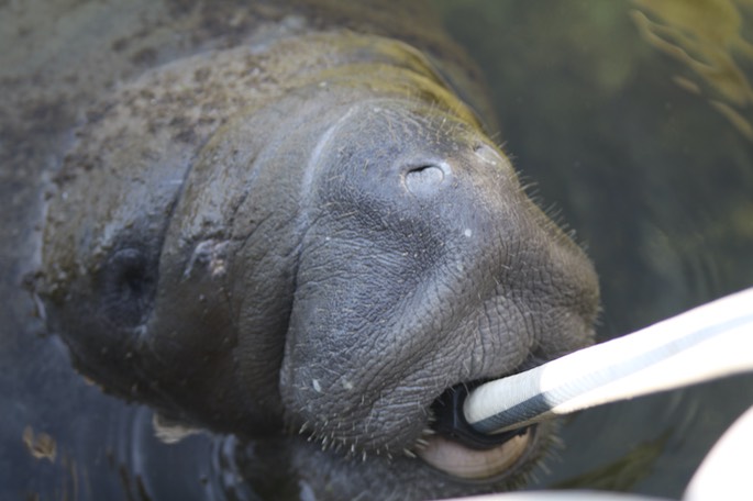 Watering the Manatee - 10