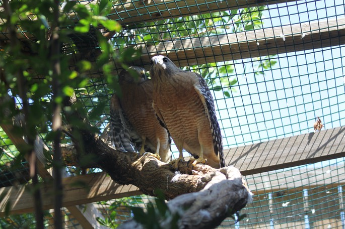 Florida Keys Wild Bird Center - 08