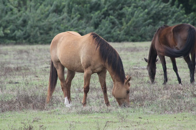 Fort Myers, Baby Eagle and Horses - 17