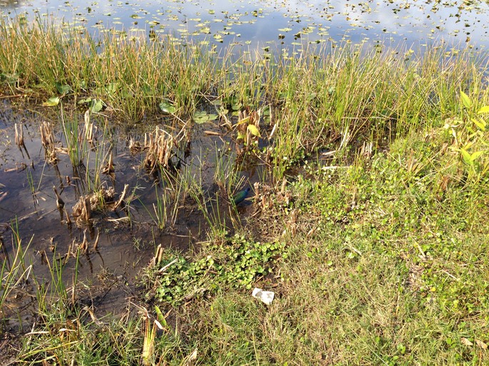 Purple Gallinule - 4