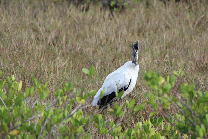 Sandhill Crane Laughing at us