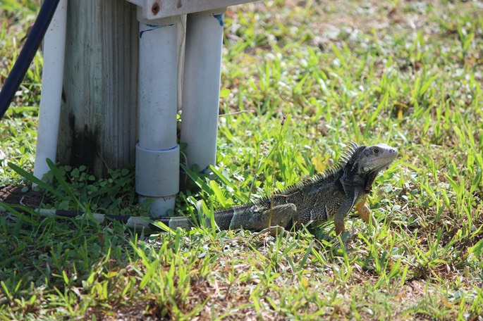 Iguana at the Rig - 3