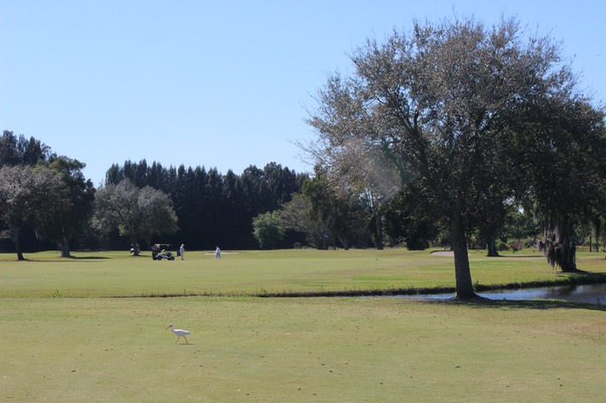 Clewiston CC Birds & Gator - 1