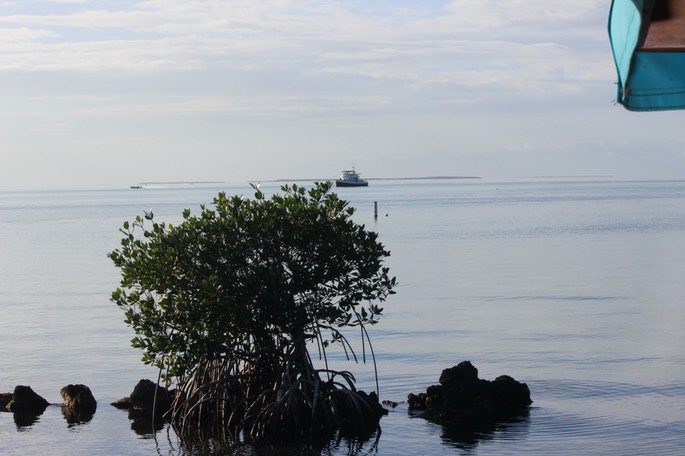 Mangrove Tree Mile Marker 88