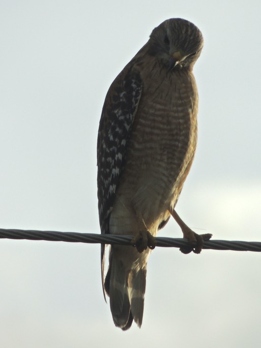 Red Shouldered Hawk - Nikon  - 7