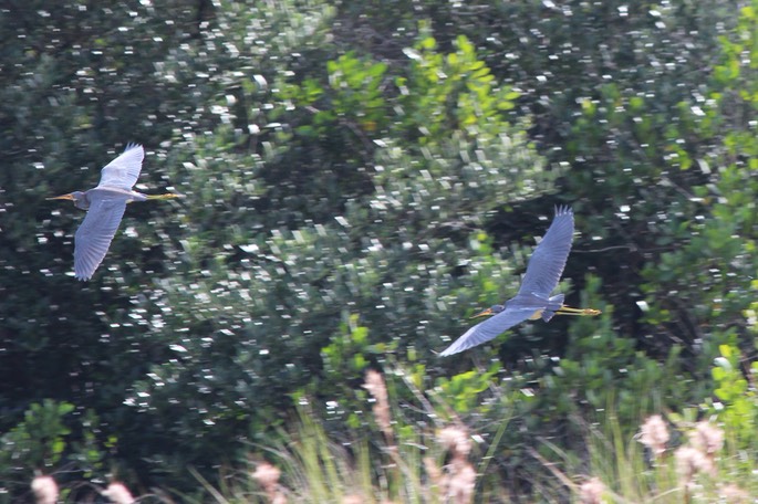 Two Great Blue Herons in Flight