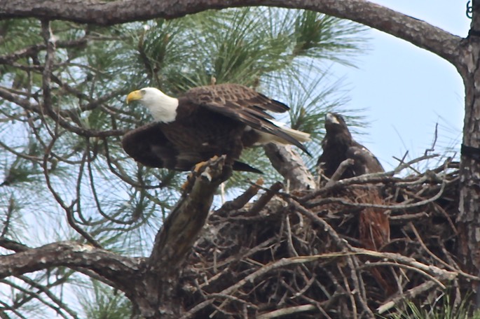 SW Florida Eagles Canon 50D W/300mm Lens - 12